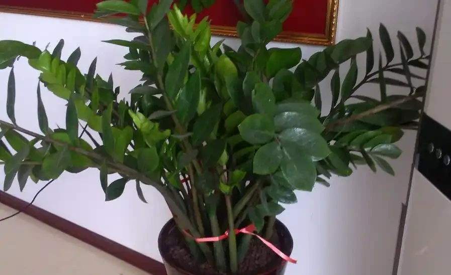 家裡沒陽光?這3種「耐陰王」閉眼入!常年翠綠不黃葉,把森林搬進小黑屋