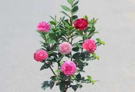 茶花總養死？別再信「耐旱」了！老花農揭秘「喜溼怕悶」真面目，從此告別黃葉腐根