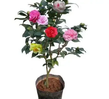 茶花總養死？別再信「耐旱」了！老花農揭秘「喜溼怕悶」真面目，從此告別黃葉腐根