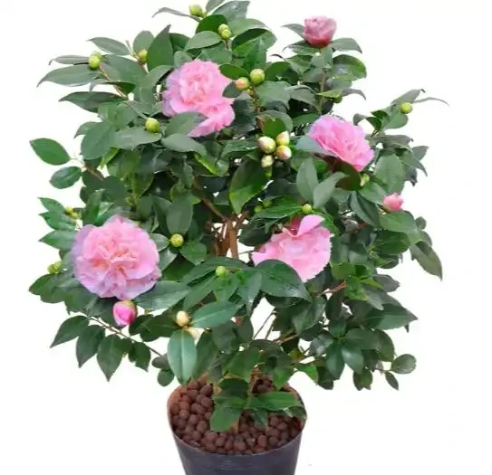 茶花總養死？別再信「耐旱」了！老花農揭秘「喜溼怕悶」真面目，從此告別黃葉腐根