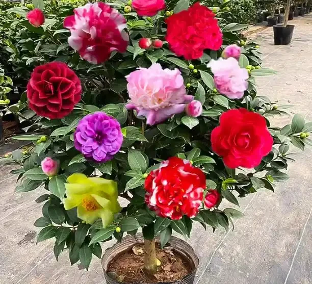 茶花總養死？別再信「耐旱」了！老花農揭秘「喜溼怕悶」真面目，從此告別黃葉腐根