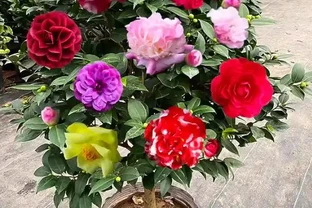 茶花總養死？別再信「耐旱」了！老花農揭秘「喜溼怕悶」真面目，從此告別黃葉腐根