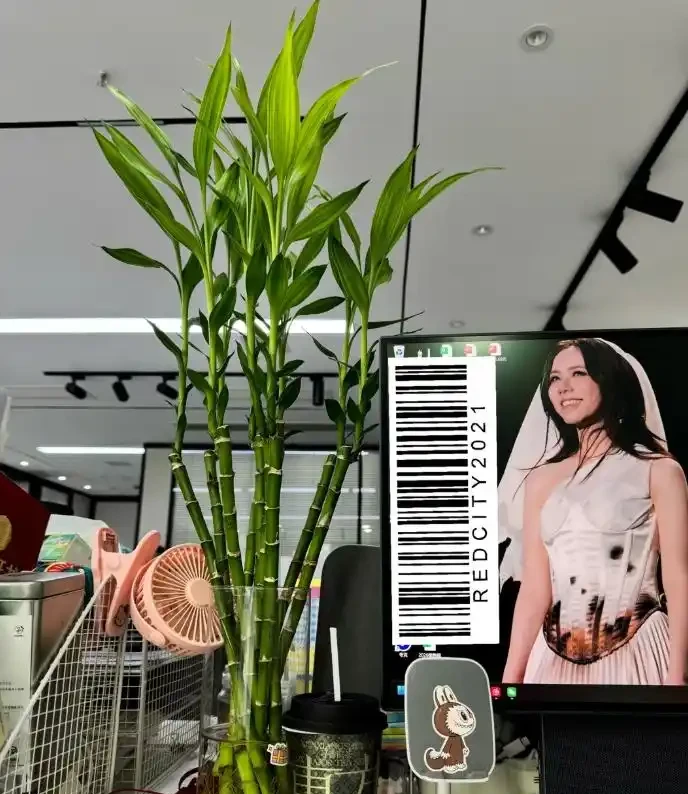 被年輕人曬出來的「辦公室綠植」驚到了！果然，人類對綠植的開發不足1%