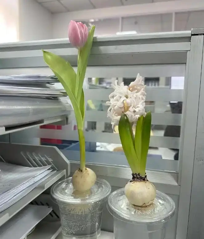 被年輕人曬出來的「辦公室綠植」驚到了！果然，人類對綠植的開發不足1%