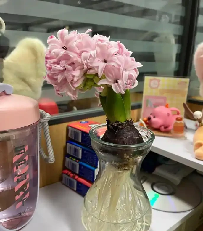 被年輕人曬出來的「辦公室綠植」驚到了！果然，人類對綠植的開發不足1%