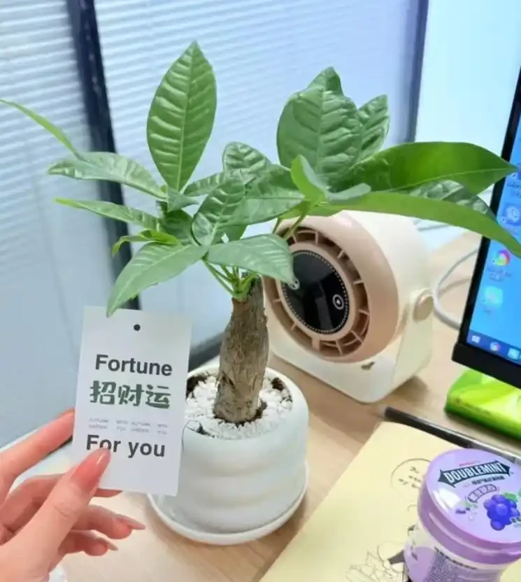 被年輕人曬出來的「辦公室綠植」驚到了！果然，人類對綠植的開發不足1%