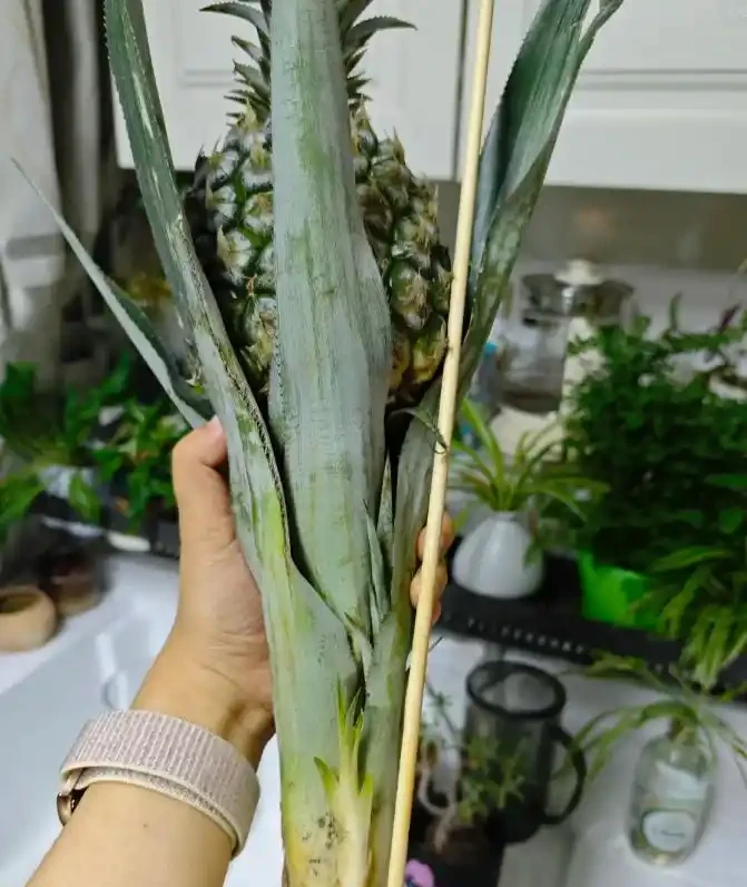 被年輕人曬出來的「辦公室綠植」驚到了！果然，人類對綠植的開發不足1%