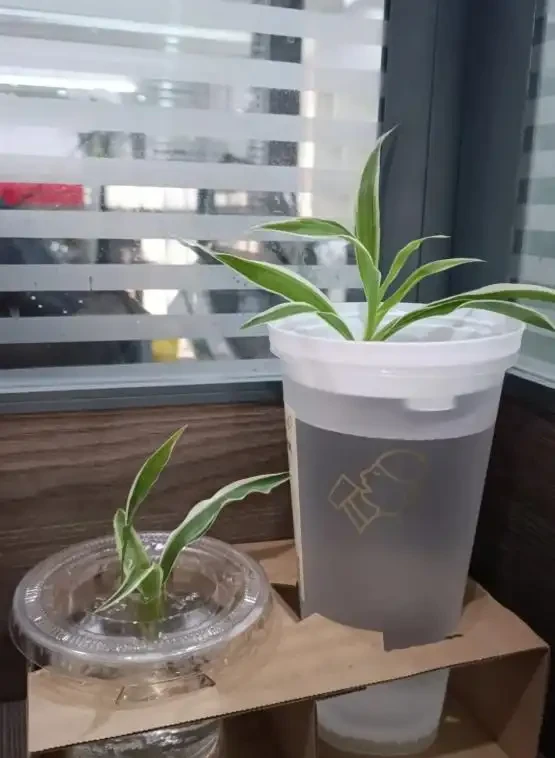 被年輕人曬出來的「辦公室綠植」驚到了！果然，人類對綠植的開發不足1%