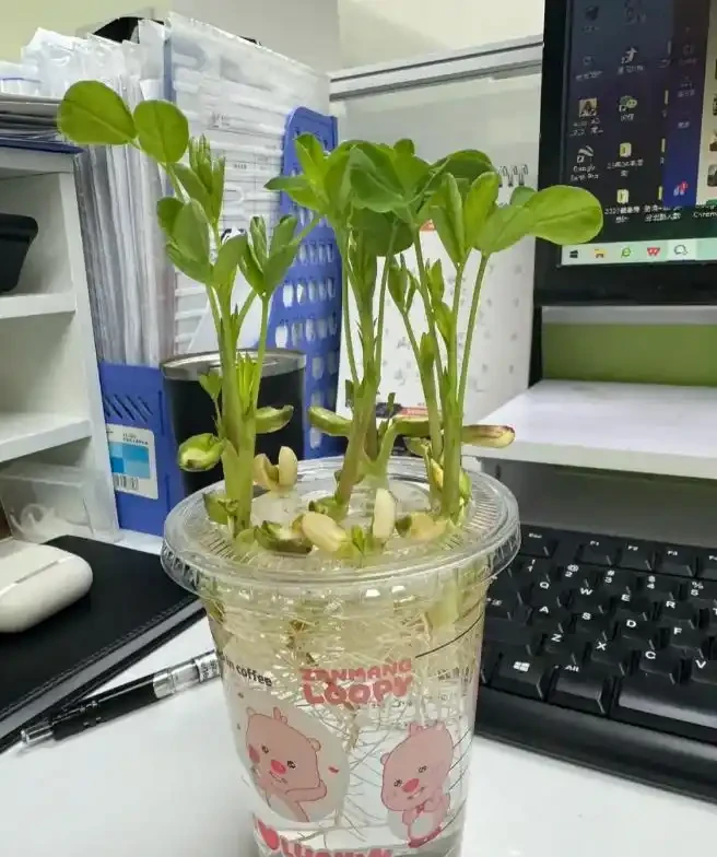 被年輕人曬出來的「辦公室綠植」驚到了！果然，人類對綠植的開發不足1%