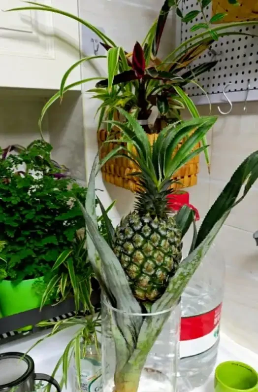 被年輕人曬出來的「辦公室綠植」驚到了！果然，人類對綠植的開發不足1%