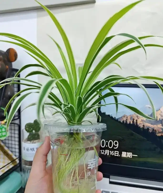 被年輕人曬出來的「辦公室綠植」驚到了！果然，人類對綠植的開發不足1%