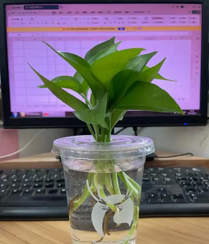 被年輕人曬出來的「辦公室綠植」驚到了！果然，人類對綠植的開發不足1%