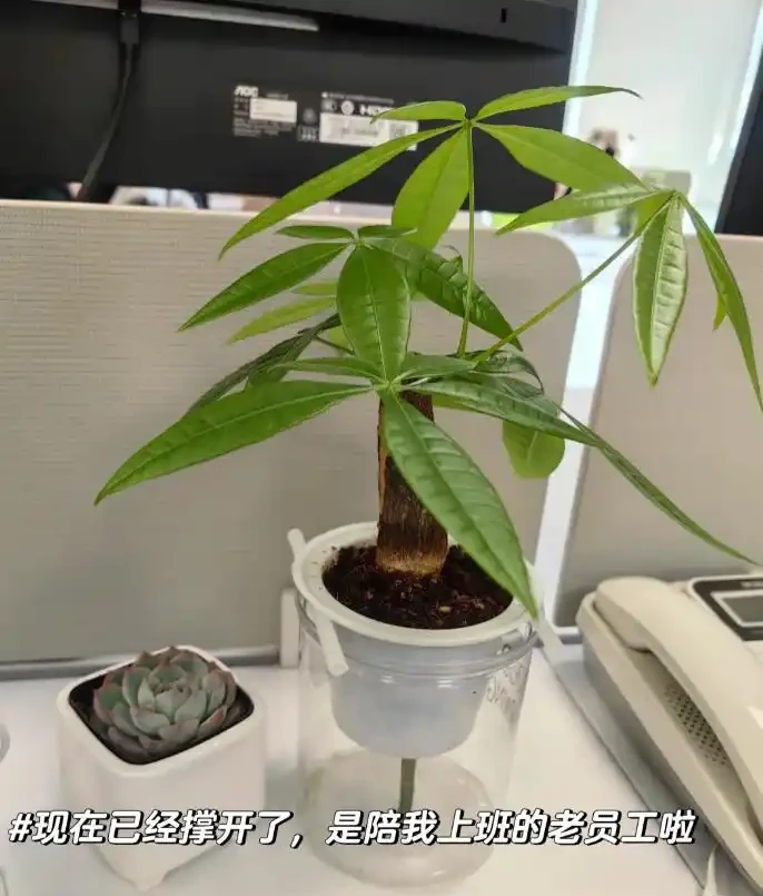 被年輕人曬出來的「辦公室綠植」驚到了！果然，人類對綠植的開發不足1%