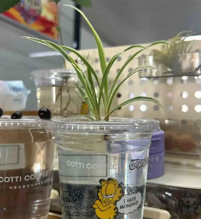 被年輕人曬出來的「辦公室綠植」驚到了！果然，人類對綠植的開發不足1%