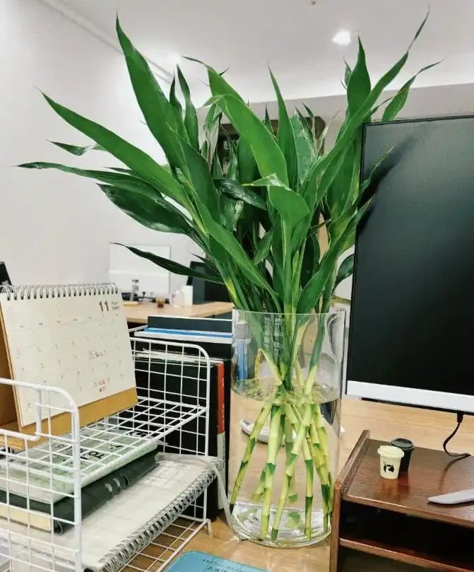 被年輕人曬出來的「辦公室綠植」驚到了！果然，人類對綠植的開發不足1%