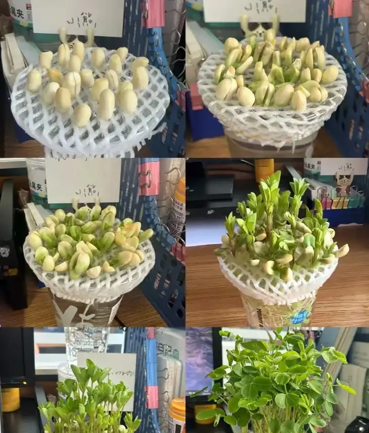 被年輕人曬出來的「辦公室綠植」驚到了！果然，人類對綠植的開發不足1%