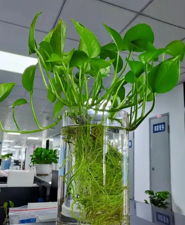 被年輕人曬出來的「辦公室綠植」驚到了！果然，人類對綠植的開發不足1%