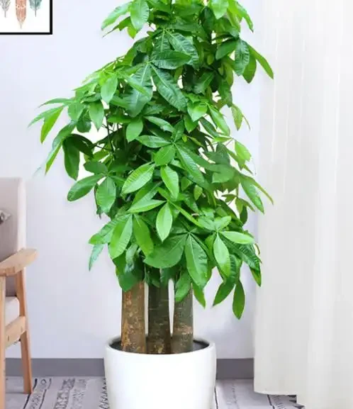 佛山花友的煩惱：發財樹葉尖乾枯像燒焦？資深園丁教你「三步排雷法」，一週見效