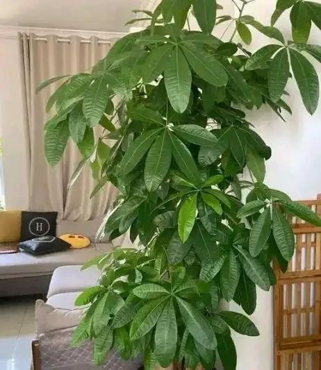 佛山花友的煩惱：發財樹葉尖乾枯像燒焦？資深園丁教你「三步排雷法」，一週見效