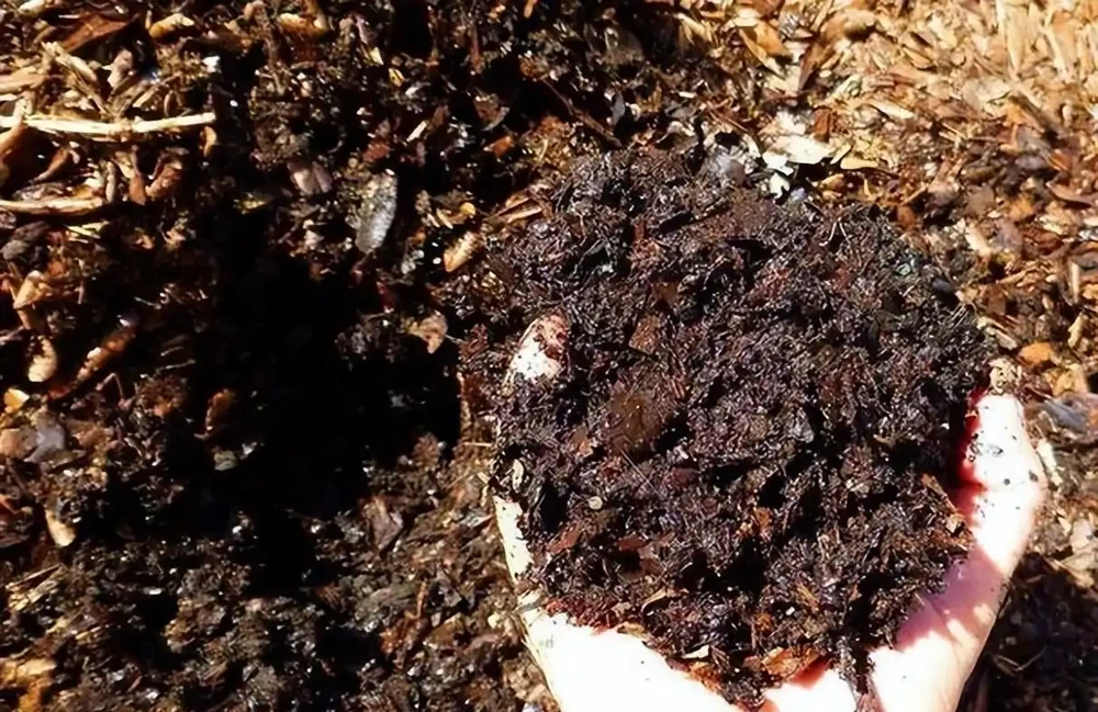 腐葉土是「土壤黃金」,教你一招,不用發酵不用挖,肥力反而更猛