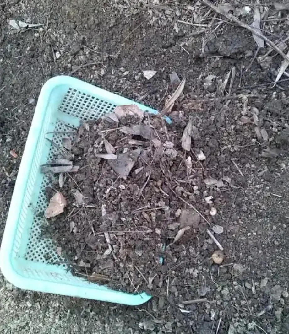 腐葉土是「土壤黃金」,教你一招,不用發酵不用挖,肥力反而更猛