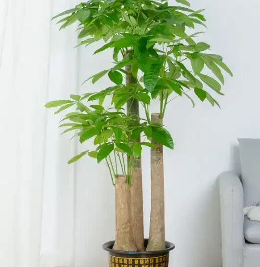 佛山花友的煩惱：發財樹葉尖乾枯像燒焦？資深園丁教你「三步排雷法」，一週見效