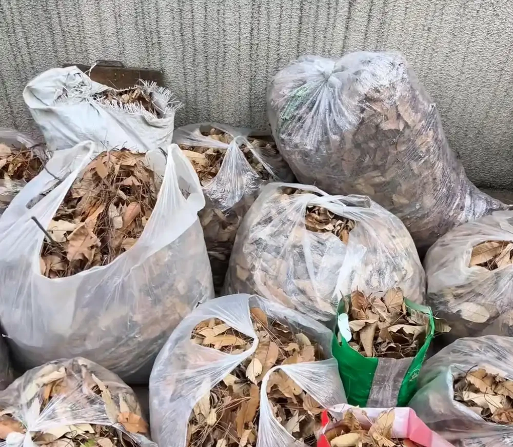 腐葉土是「土壤黃金」,教你一招,不用發酵不用挖,肥力反而更猛