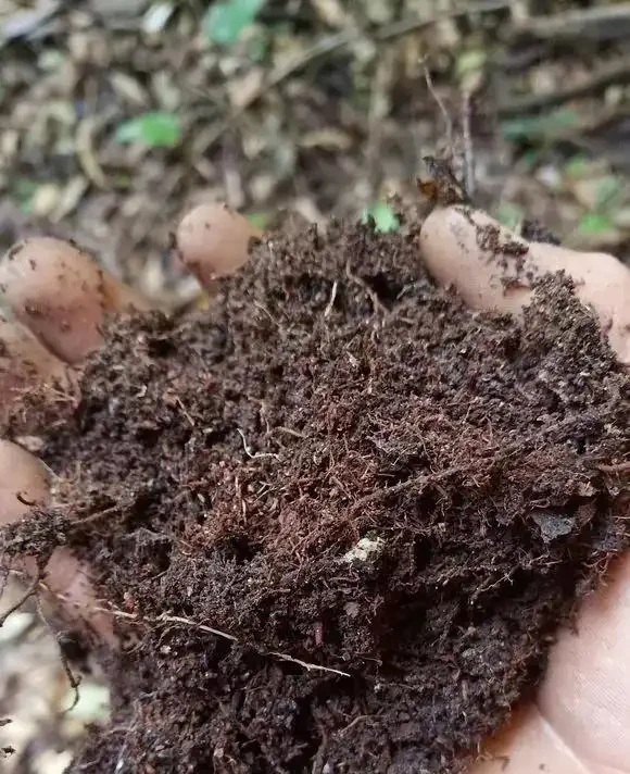 腐葉土是「土壤黃金」,教你一招,不用發酵不用挖,肥力反而更猛
