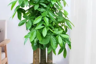 佛山花友的煩惱：發財樹葉尖乾枯像燒焦？資深園丁教你「三步排雷法」，一週見效