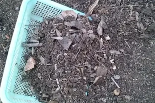 腐葉土是「土壤黃金」，教你一招，不用發酵不用挖，肥力反而更猛
