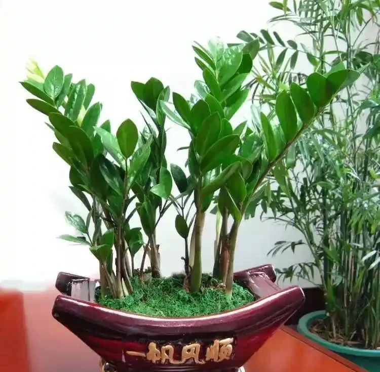沒陽光也能養!這5種「耐陰怪獸」,丟在角落也能滿盆,新手閉眼衝