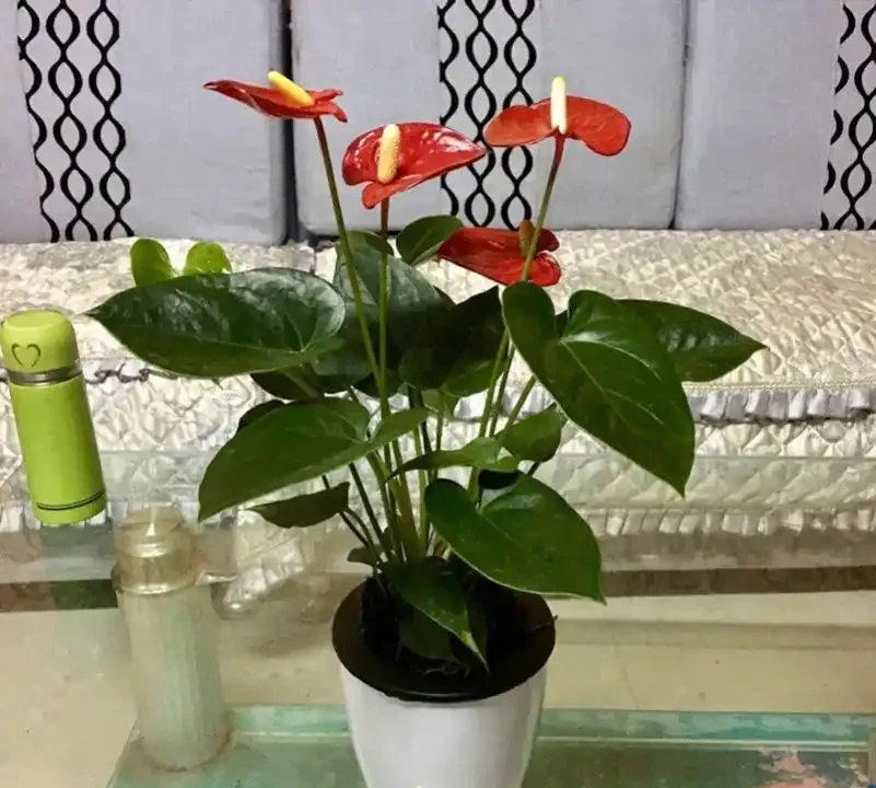 沒陽光也能養!這5種「耐陰怪獸」,丟在角落也能滿盆,新手閉眼衝