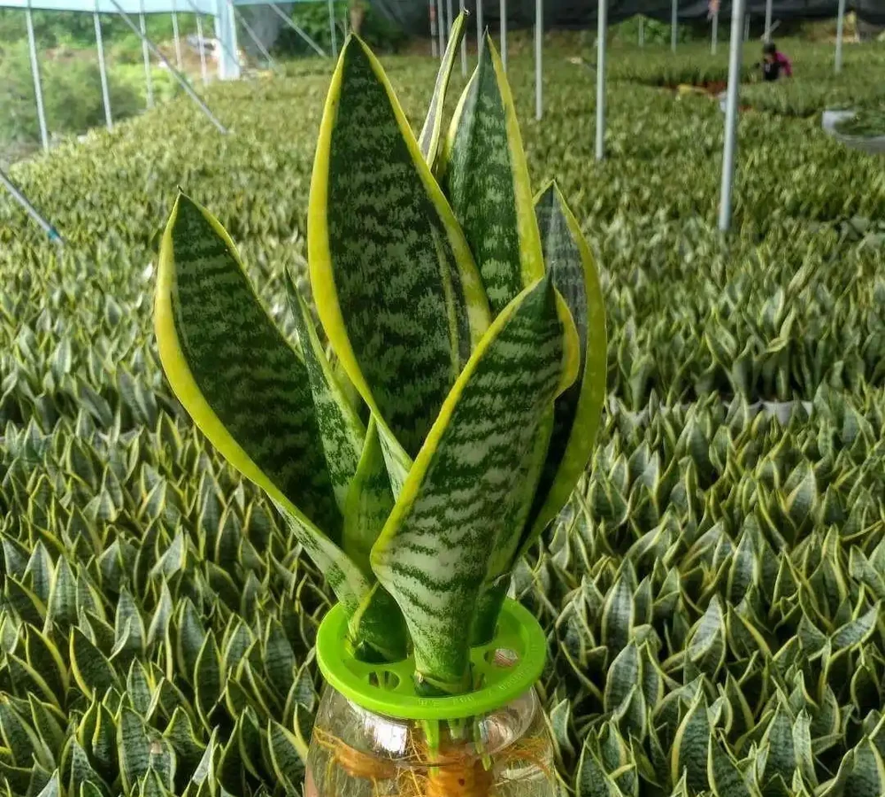 沒陽光也能養!這5種「耐陰怪獸」,丟在角落也能滿盆,新手閉眼衝