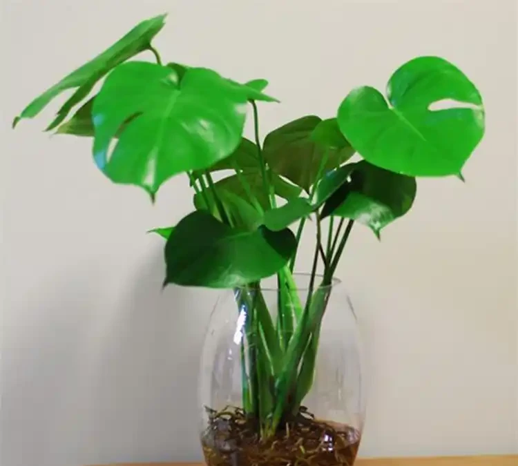 沒陽光也能養!這5種「耐陰怪獸」,丟在角落也能滿盆,新手閉眼衝
