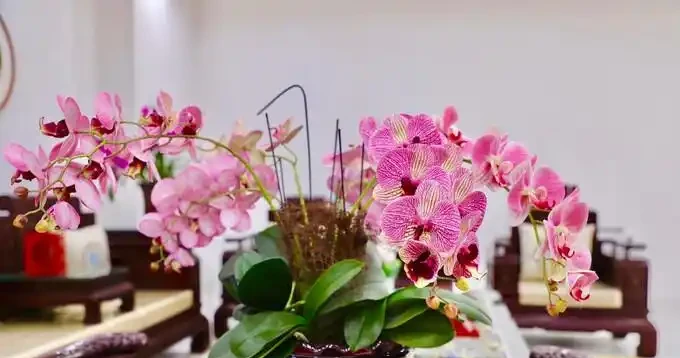 新手首選!這10種花耐陰又好活,擺家裡美得很