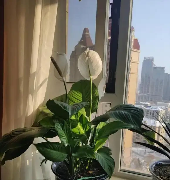 新手首選!這10種花耐陰又好活,擺家裡美得很