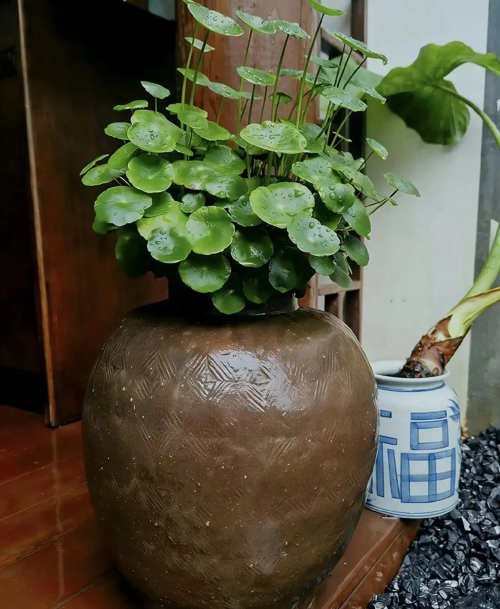湖北一位女子,銅錢草「燈養成精了」,網友:還會搖頭真牛