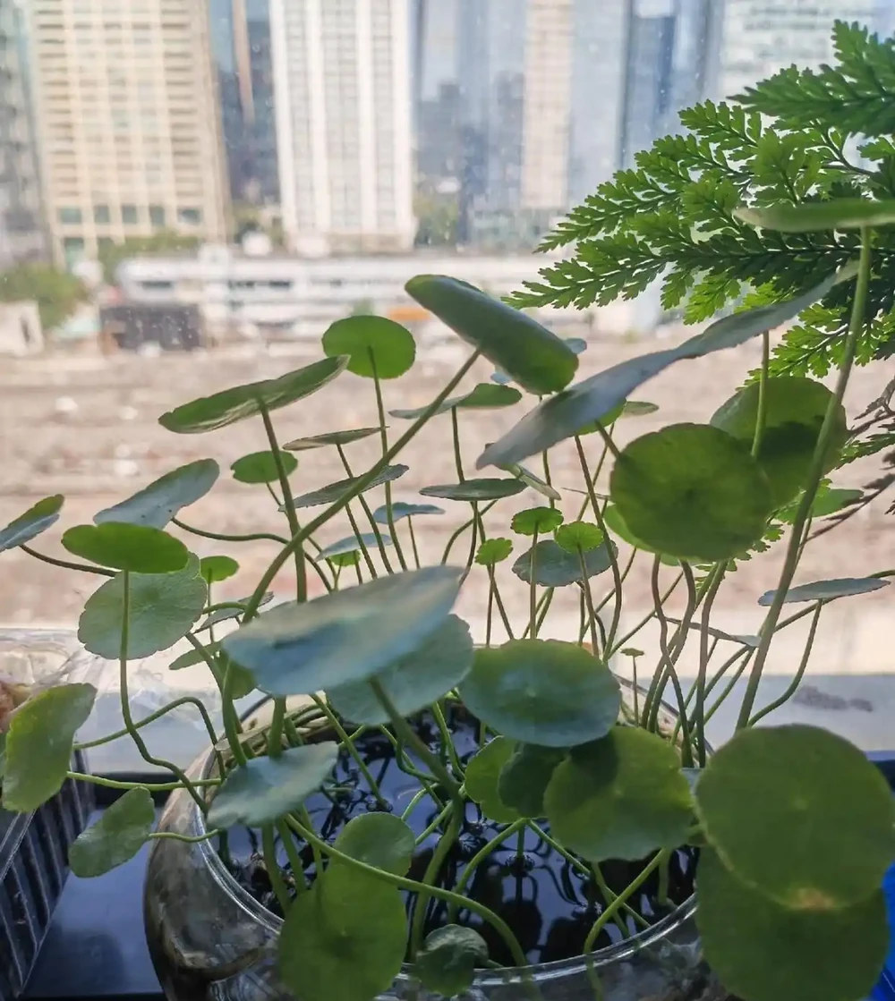湖北一位女子,銅錢草「燈養成精了」,網友:還會搖頭真牛