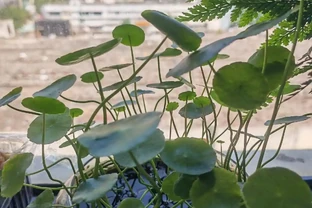 湖北一位女子，銅錢草「燈養成精了」，網友：還會搖頭真牛