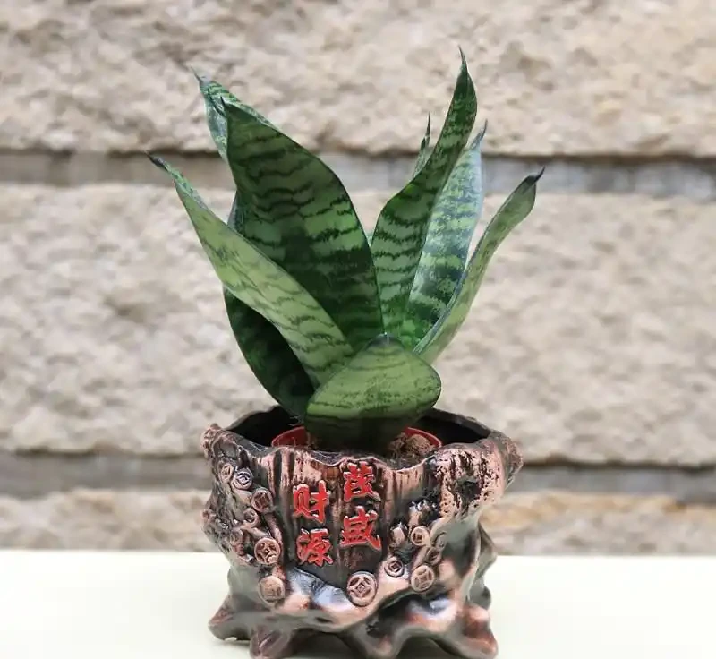 不用費心打理!這4種「懶人常青樹」,四季耐看還淨化空氣,家裡秒變森林氧吧