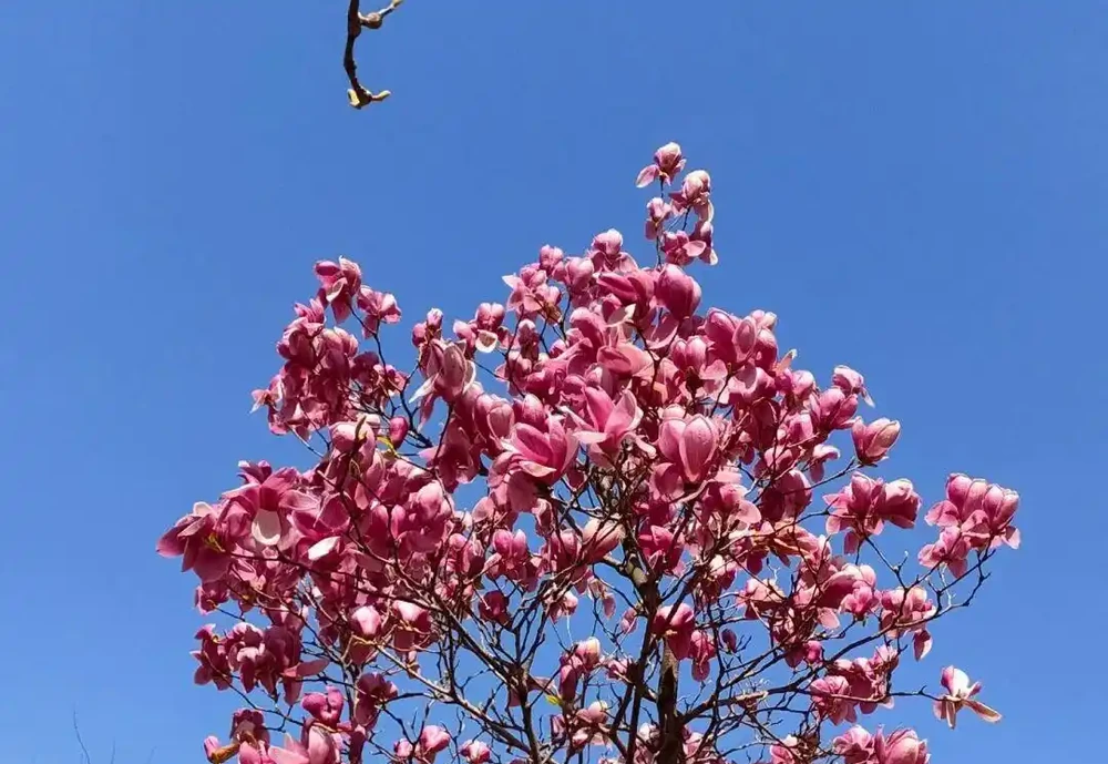 太值了！春天種1盆，全年開花！3種開花期超長的花，新手也能養爆