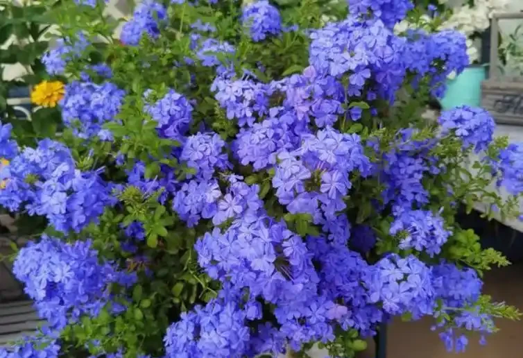 太值了！春天種1盆，全年開花！3種開花期超長的花，新手也能養爆