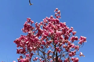 太值了！春天種1盆，全年開花！3種開花期超長的花，新手也能養爆