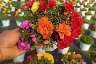松葉牡丹Portulaca grandiflora，又稱松葉牡丹、馬齒莧科馬齒莧屬