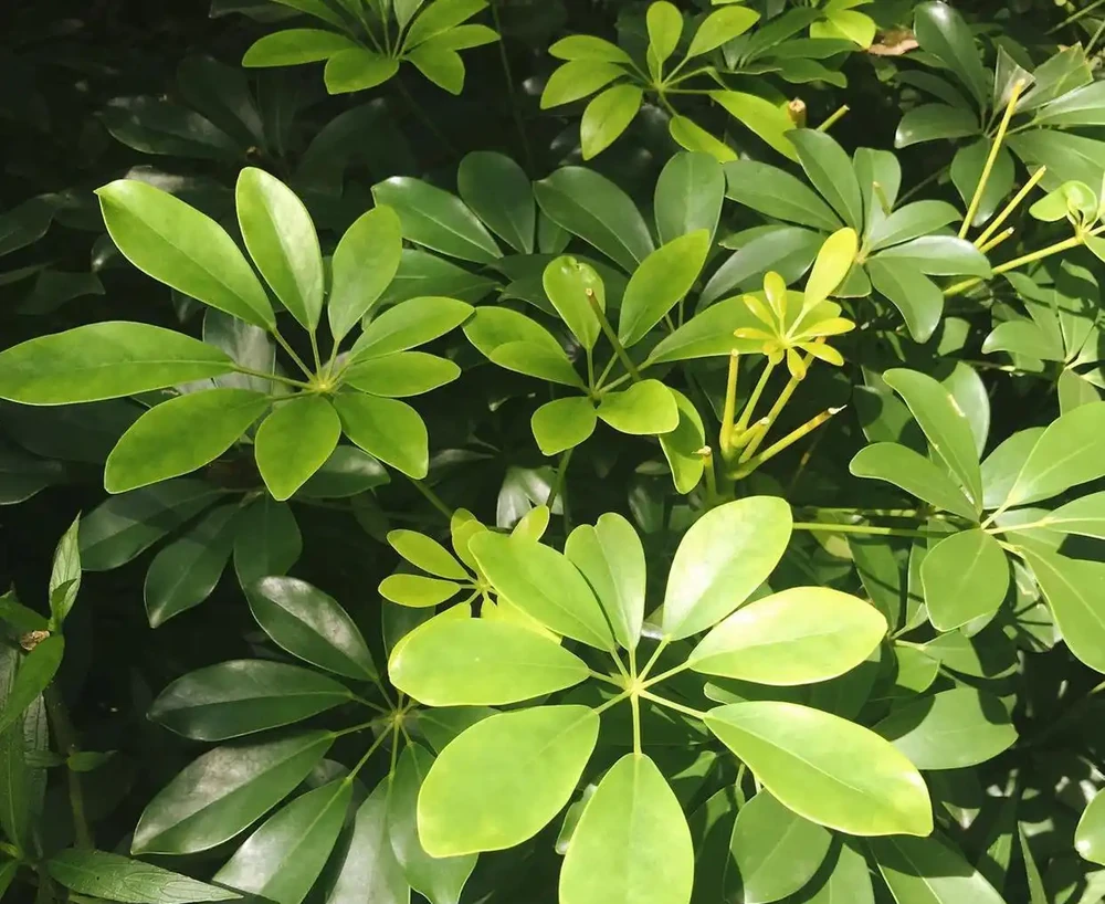 養鴨腳木最怕腐根光桿？記住這4個急救步驟，新手也能救活它