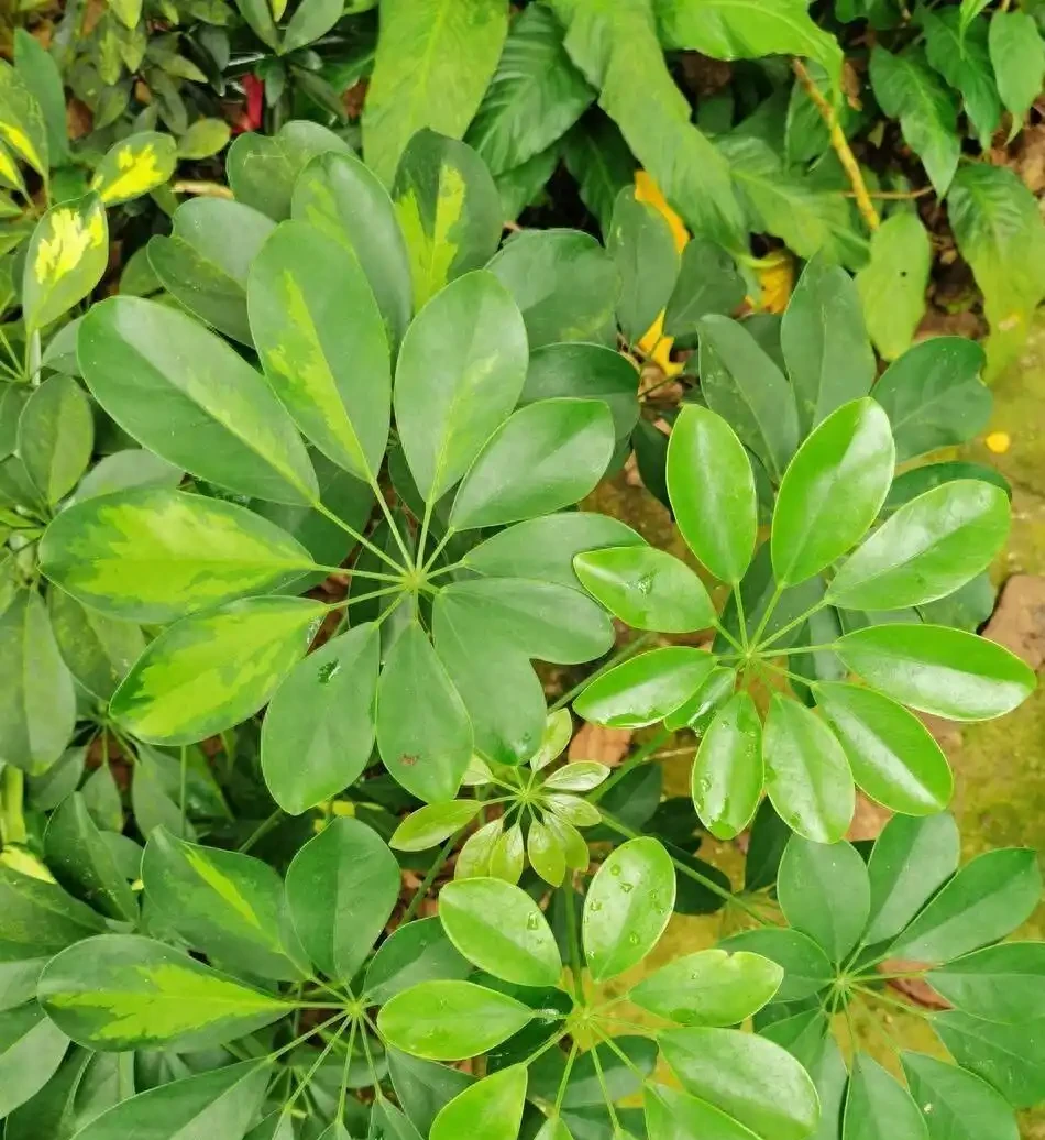 養鴨腳木最怕腐根光桿？記住這4個急救步驟，新手也能救活它