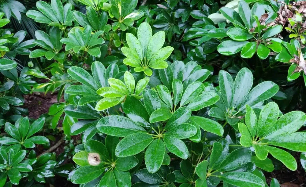 養鴨腳木最怕腐根光桿？記住這4個急救步驟，新手也能救活它