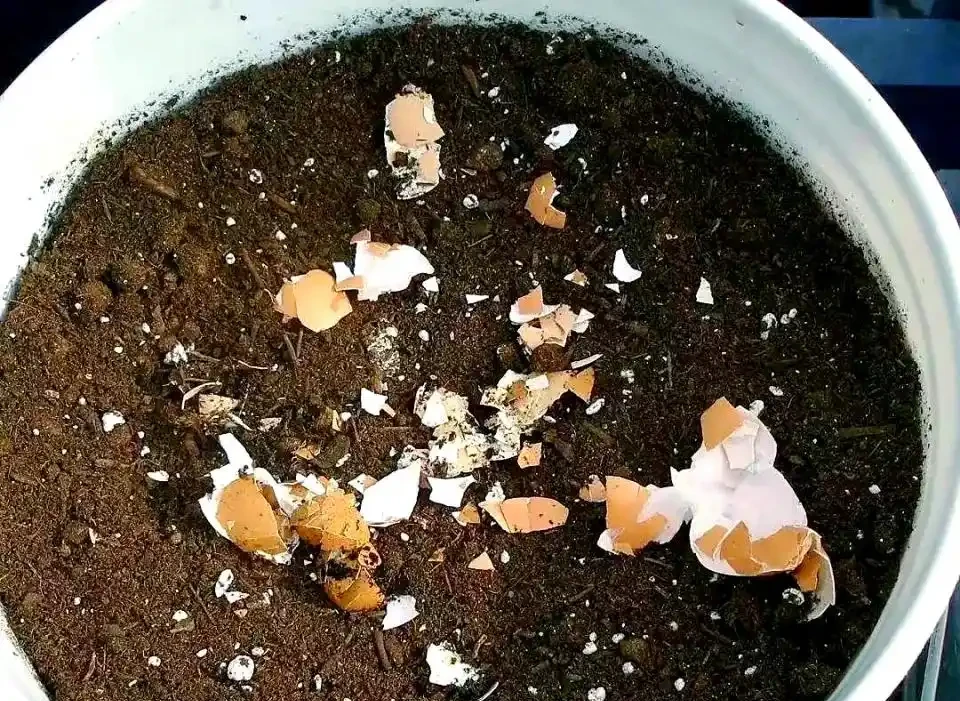 我種綠葉蔬菜,每次都會加這幾種小料,長勢猛三倍,還不容易生病