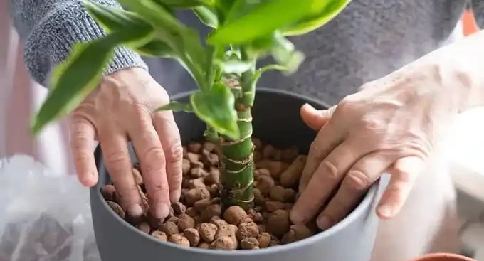 盆栽植物土面是否需要鋪面以及鋪面石的選擇