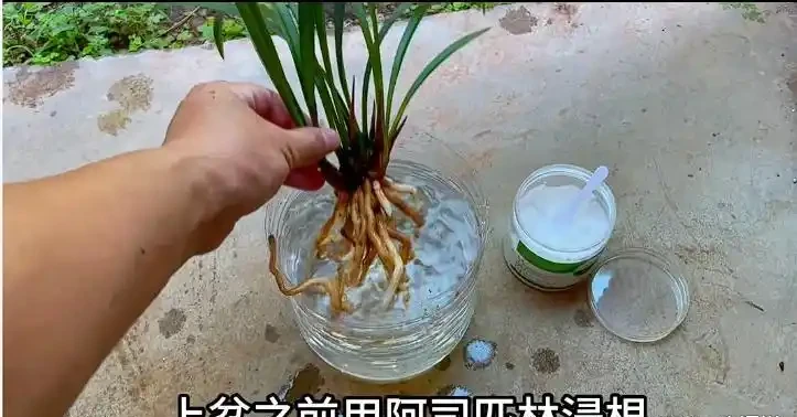 我種綠葉蔬菜,每次都會加這幾種小料,長勢猛三倍,還不容易生病
